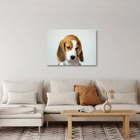 Obraz na szkle Beagle (70x50 cm)