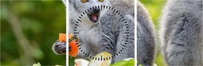 Obraz lemura (z zegarem) (90x30 cm)