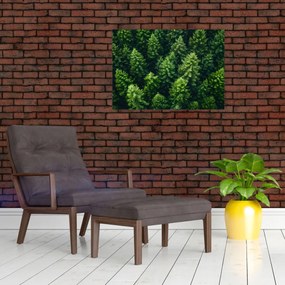 Obraz na szkle - Las (70x50 cm)