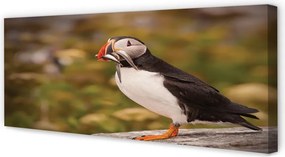 Zdjęcie na płótnie Portret Papugi