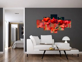 Obraz - maki (125x70 cm)