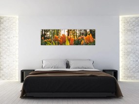 Obraz - pomarańczowe tulipany (170x50 cm)