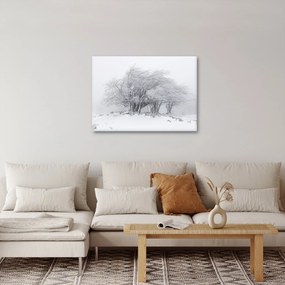 Obraz - Biała zima (70x50 cm)