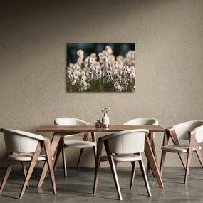 Obraz - Biała wełnianka (70x50 cm)