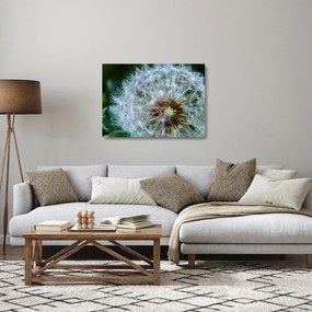 Obraz na szkle - przekwitnięty dmuchawiec (70x50 cm)