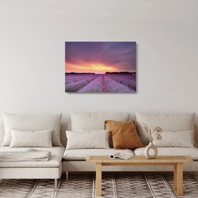 Obraz na szkle - Pole lawendy (70x50 cm)