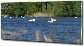 Foto-obraz szkło hartowane Białe łabędzie