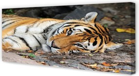 Duży obraz na płótnie Odpoczywający Tygrys
