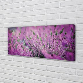 Duży obraz na płótnie Pole Wrzosów