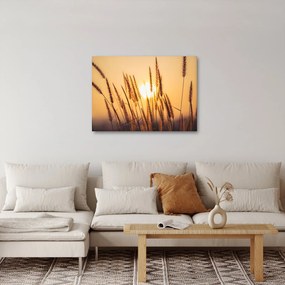 Obraz - Trawa w słońcu (70x50 cm)