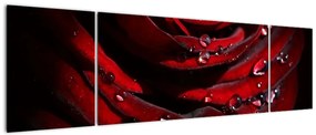 Obraz - Detal róży (170x50 cm)