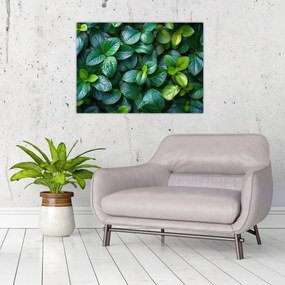 Obraz - Rośliny zielone (70x50 cm)