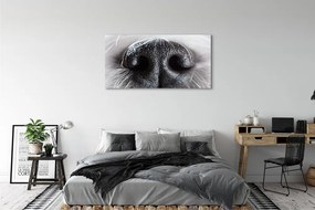 Obraz canvas na ścianę Nos Psa w Zbliżeniu