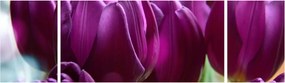 Obraz tulipanów (170x50 cm)