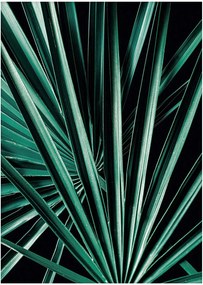 Plakat Dark Palm Tree