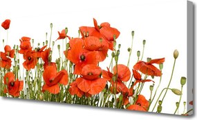 Obraz na płótnie Polne Maki w Słońcu