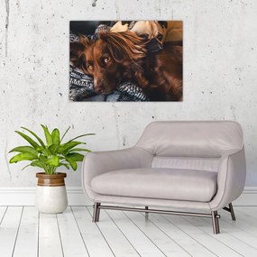 Obraz na szkle - leżące psy (70x50 cm)
