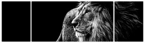 Obraz - Lew (170x50 cm)