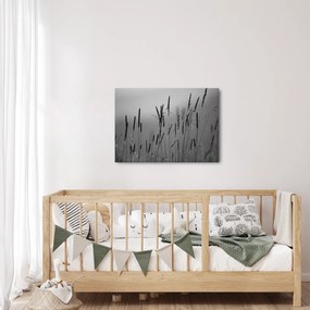 Obraz - źdźbła trawy (70x50 cm)
