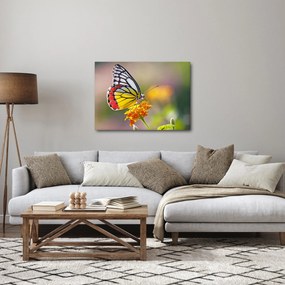 Obraz motyla na kwiatku (70x50 cm)