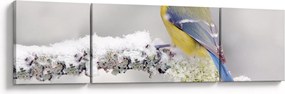 Obraz - Sikora modraszka w lesie (170x50 cm)