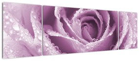 Obraz szczegółu kwiatu róży (170x50 cm)