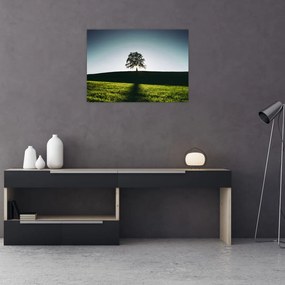 Obraz na szkle natury - drzewo (70x50 cm)