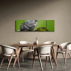 Obraz - Muchołówka (170x50 cm)