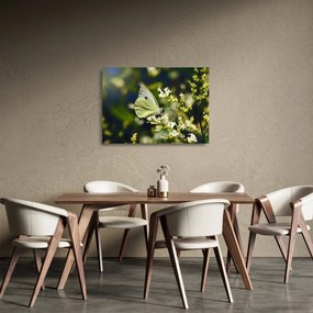 Obraz na szkle motyla (70x50 cm)