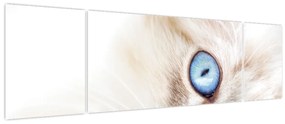 Obraz - Kotek (170x50 cm)