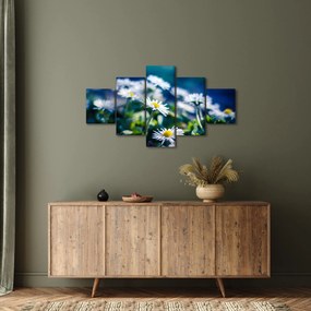 Obraz stokrotek (125x70 cm)