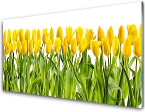 Panel Szklany Tulipany w Porannym Słońcu