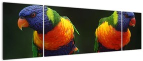 Obraz papug (170x50 cm)