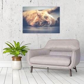 Obraz na szkle kota na podłodze (70x50 cm)
