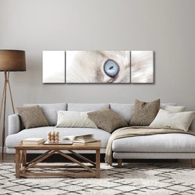 Obraz - Kot z niebieskimi oczami (170x50 cm)