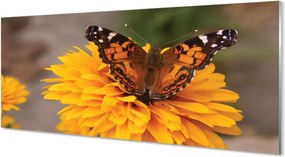 Panel szklany do Kuchni Barwny Motyl w Zbliżeniu