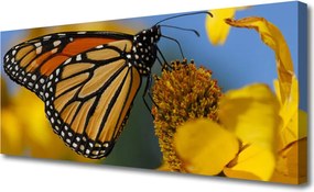 Obraz canvas na ścianę Kolorowy Motyl na Kwiatku