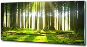 Foto obraz szkło hartowane Las w słońcu