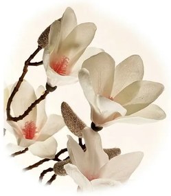 Gałązka magnolii biała, wys. 70 cm. 9 kwiatów ipąków
