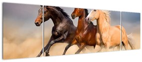 Obraz - Dzikie konie (170x50 cm)