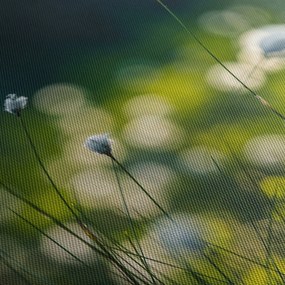 Obraz - Trawa (170x50 cm)