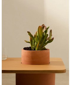 Okrągły stolik w dekorze jesionu w naturalnym kolorze 60x110 cm Olaria – Kave Home