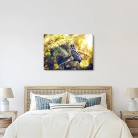Obraz sowy na drzewie (70x50 cm)