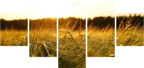 Obraz zroszonej trawy (125x70 cm)