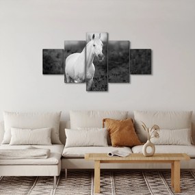 Obraz białego konia na łące, czarno - biały (125x70 cm)