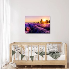 Obraz na szkle pola lawendy, Prowansja (70x50 cm)