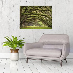 Obraz na szkle - Oaks Avenue, Charleston, Karolina Południowa, USA (70x50 cm)