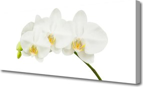 Obraz canvas Świeże Pędy Kwitnącej Orchidei