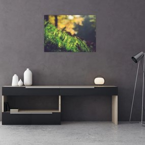 Obraz mchu z grzybem (70x50 cm)