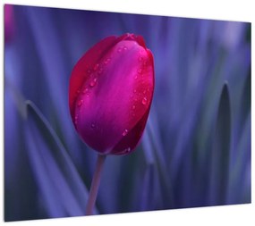Obraz na szkle pąka tulipana (70x50 cm)